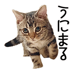 [LINEスタンプ] うにのスタンプ01
