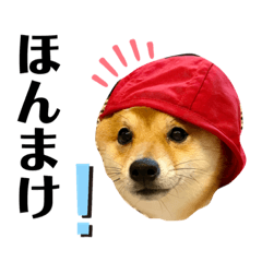 [LINEスタンプ] 豆柴とやまるこ〔富山弁ver.〕