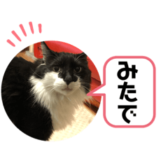[LINEスタンプ] こもじろう♪3