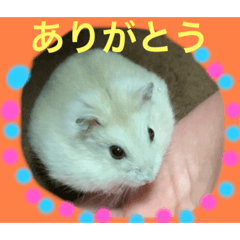 [LINEスタンプ] ハムちゃんでんちゃん