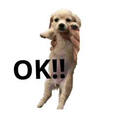 [LINEスタンプ] はちとさんの日常