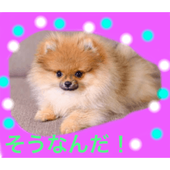 [LINEスタンプ] ワンワンポメポメ