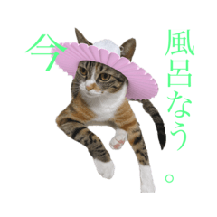 [LINEスタンプ] 【愛猫にゃんこ】ばぶ・ぷり・ぽんの日常