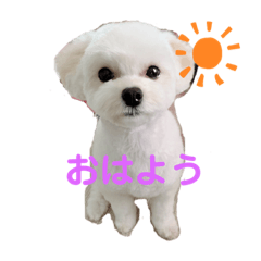 [LINEスタンプ] まるぷぅちゃん