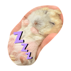 [LINEスタンプ] ハムスターのさくら