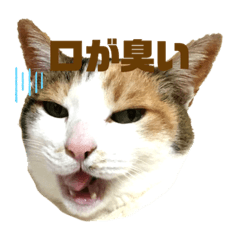 [LINEスタンプ] アイちゃんスタンプ2
