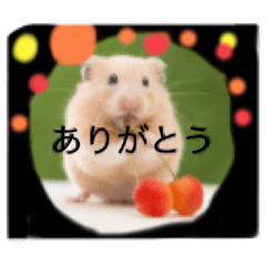 [LINEスタンプ] ハムちゃん集合体