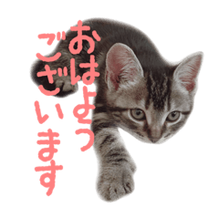 [LINEスタンプ] 敬語のちゃちゃまる