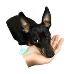 [LINEスタンプ] ミニピンのタロ
