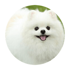 [LINEスタンプ] 使える犬のスタンプ①
