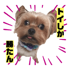 [LINEスタンプ] ヨークシャーテリアのトイくん