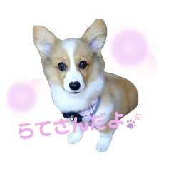 [LINEスタンプ] パピーコーギー “ らてさん☕ ”