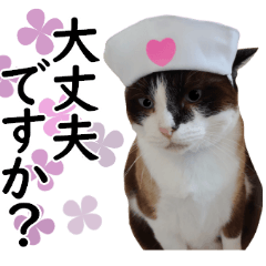 [LINEスタンプ] 猫のビスくん【ビスタンプ】