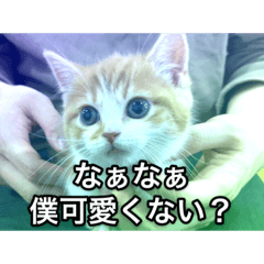[LINEスタンプ] 山ちゃんの可愛い猫