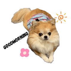[LINEスタンプ] チワワのソラ