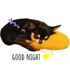 [LINEスタンプ] チワワのcocomaroすたんぷ