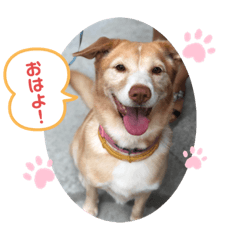[LINEスタンプ] ❤ちゃな❤