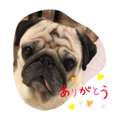[LINEスタンプ] pugあずきちゃん