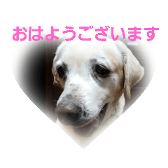 [LINEスタンプ] 必要な言葉達(Pretty labrador)