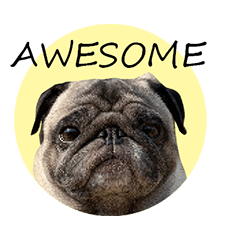 [LINEスタンプ] パグ犬 おさむのAWESOMEスタンプ