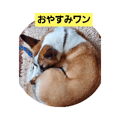 [LINEスタンプ] ロペチャン