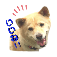 [LINEスタンプ] 愛犬ゆき♪日常スタンプ