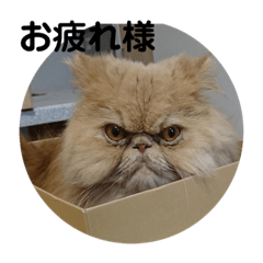 [LINEスタンプ] うちのペル知りませんか？