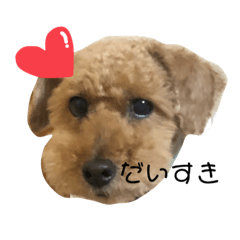[LINEスタンプ] トイプードル T まる