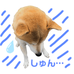 [LINEスタンプ] 柴犬コロちゃんの日常