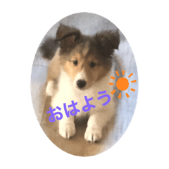 [LINEスタンプ] シェルティ ララの癒しスタンプ