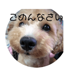 [LINEスタンプ] 長崎県をしゃべるわんこ〜part2〜