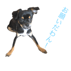 [LINEスタンプ] わんた君