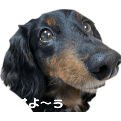 [LINEスタンプ] 僕、くぅーく