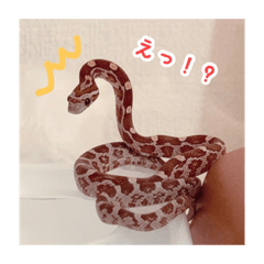 [LINEスタンプ] コーンスネークのマロンとセラフ