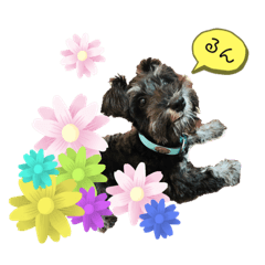 [LINEスタンプ] ハノンスタンプ