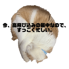 [LINEスタンプ] Kaffy＆Chai_20200621172145
