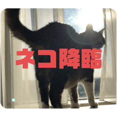 [LINEスタンプ] 我が家のちょこくん2