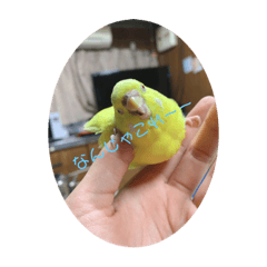 [LINEスタンプ] インコが吹き替えてみた心の声スタンプ