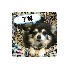 [LINEスタンプ] チワワのハイジ