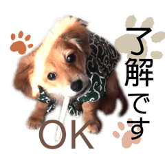 [LINEスタンプ] ポメックスかいくんスタンプ