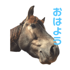 [LINEスタンプ] 今日もかわいいくろちゃん