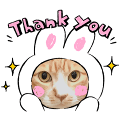 [LINEスタンプ] とら猫   とらさん