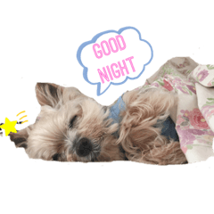 [LINEスタンプ] ヨーキーぽろんのEVERY DAY