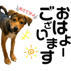 [LINEスタンプ] 鉄腕ジムくん