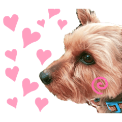 [LINEスタンプ] ヨーキー♡COCO②