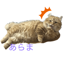[LINEスタンプ] はんぺんの可愛いスタンプ
