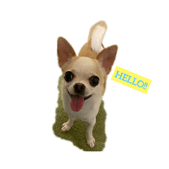 [LINEスタンプ] 日常スタン部！ 愛犬きくの日常スタンプ1