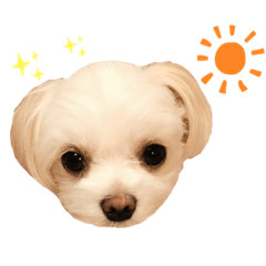 [LINEスタンプ] チワマルのリリ2