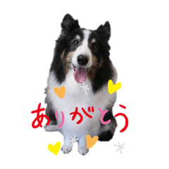 [LINEスタンプ] ハリーくんの日常