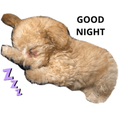 [LINEスタンプ] ムウ大福きなこstamp